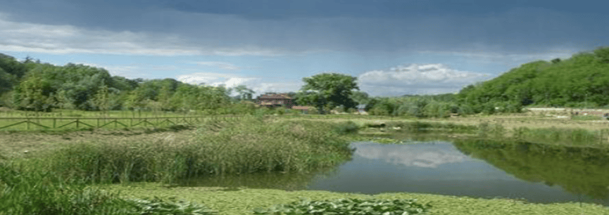 wetlands 1 web
