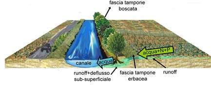 ft fascia erbacea web